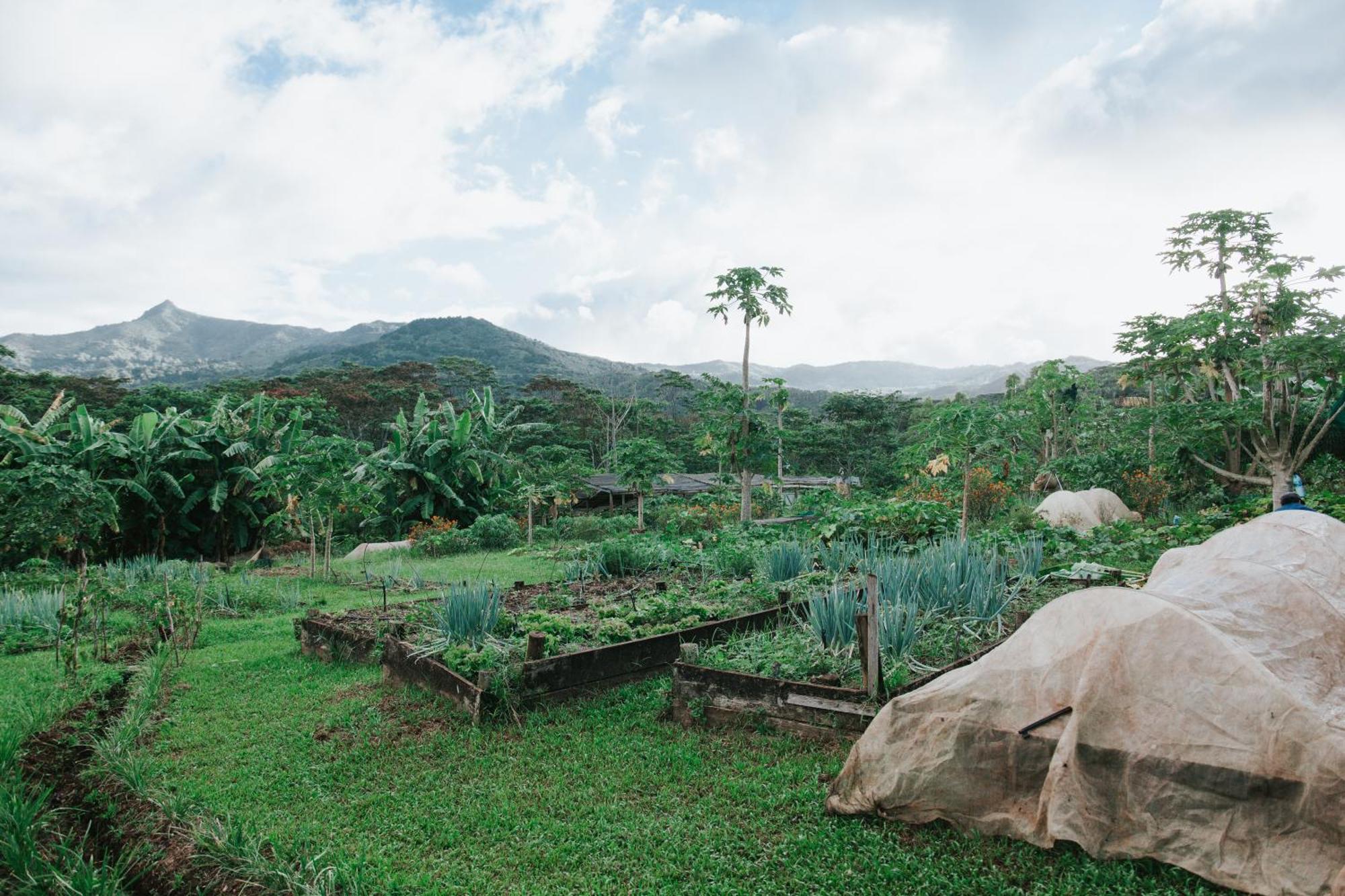 La Vieille Cheminee, Tropical Farm & Eco-Lodges Chamarel Exterior foto